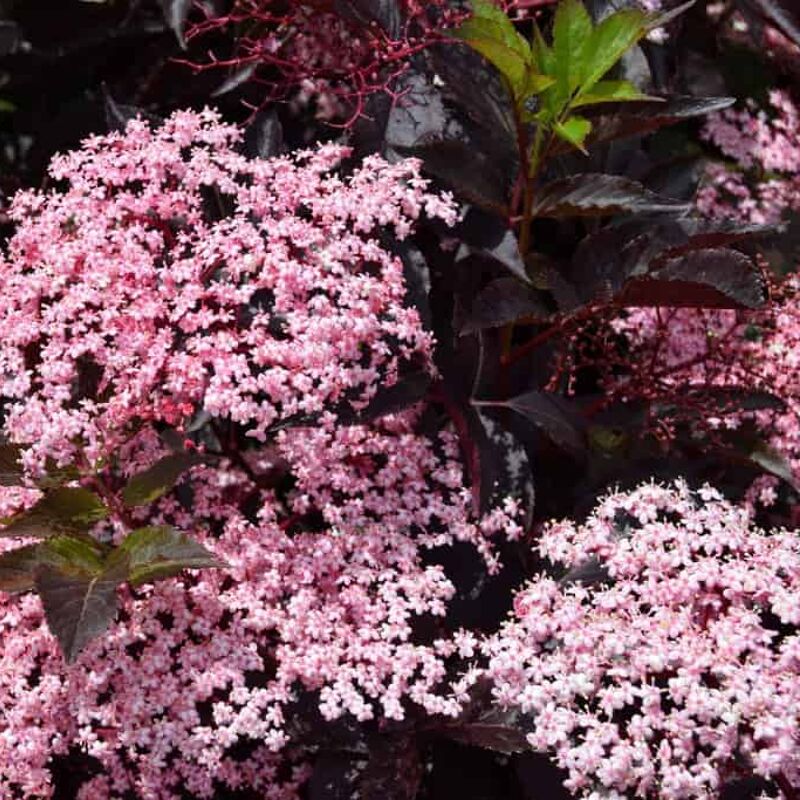 Sambucus nigra f. porphyrophylla 'Thundercloud' 20-30 cm